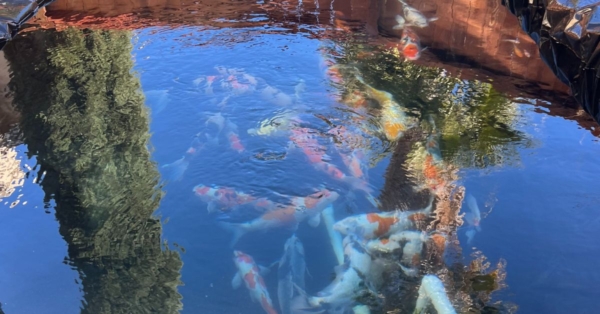 Customer Story: Alan C  – “A Son’s Tribute in Every Ripple – Honoring His Mother Through the Beauty of Koi”