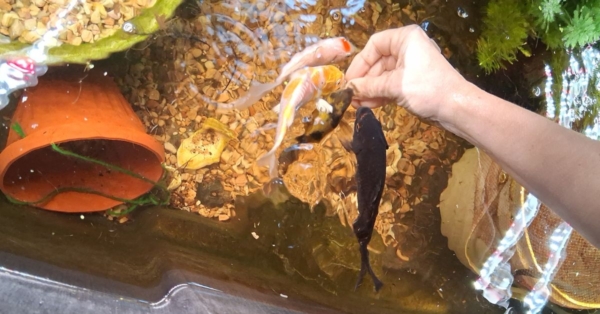 Customer Story: Bessie C. – “From Heartbreak to Healing – How Koi, and Kodama, Helped Me Rebuild”