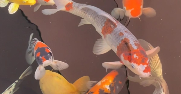 Customer Story: Brian B. – “Built by Hand, Remembered by Heart – Where Every Koi Has a Story (Even ‘Barf’)”