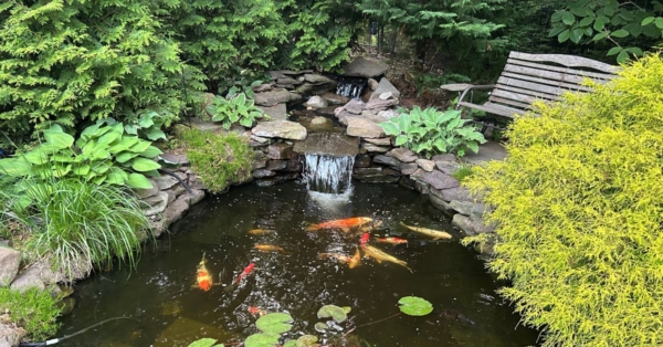 Customer Story: Brian C. – “A Grandfather’s Legacy, A Lifelong Passion – Brian’s Tribute Through Koi”