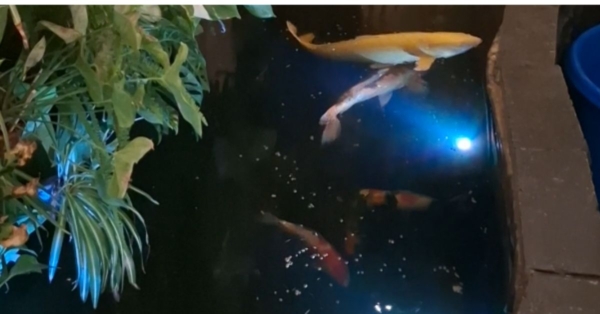 Customer Story: Christopher K. -“A Dream Pond Nearly a Decade in the Making”