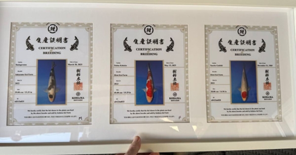 Customer Story: Eric C. – “Built by Hands, Bonded by Heart , A Community’s Journey to Koi Joy”
