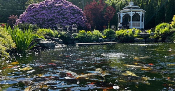 Customer Story: Craig S. – “Built for Beauty, Perfected by Nature – A Living Legacy of Kodama Koi”