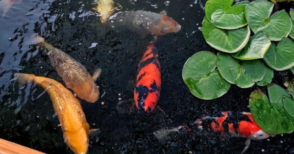 Customer Story: Dave G. – “25 Years, One Pond, and a Lifetime of Kodama Koi”