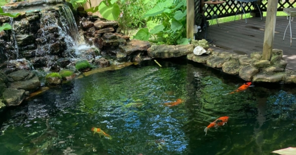 Customer Story: Edith B. – “A Heart That Never Left the Pond”