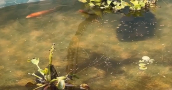 Customer Story: Edwin M. – “From Heartbreak to Hope, Growing Koi Dreams One Pond at a Time”