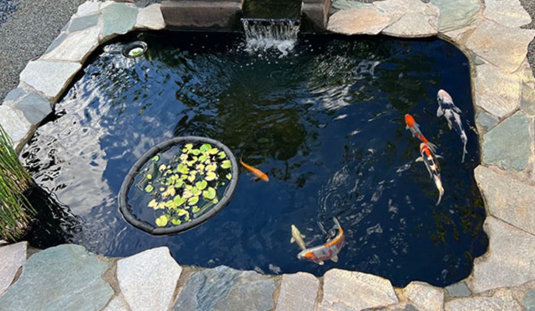 Customer Story: Greg M. – “From Pagoda Memories to Backyard Magic – A Family’s Koi Journey Through Joy and Loss”