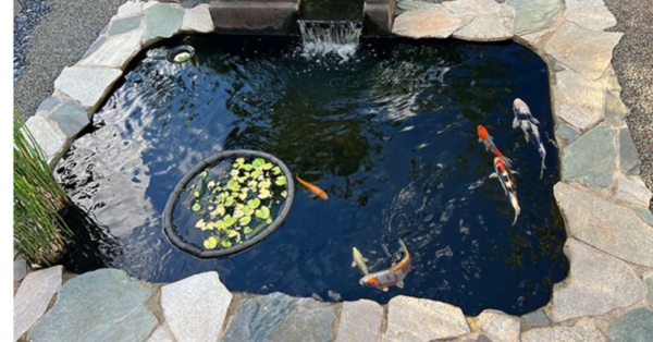 Customer Story: Greg M. – “From Pagoda Memories to Backyard Magic – A Family’s Koi Journey Through Joy and Loss”