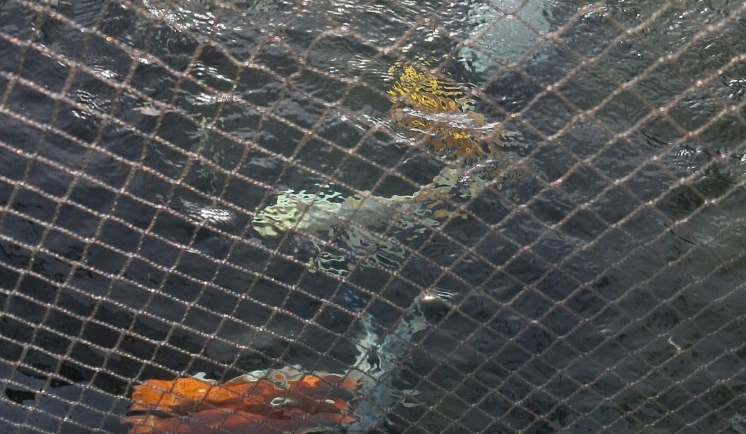 Customer Story: Jesse L. – “Built by Hand, Remembered by Heart—Even BARF the Koi”