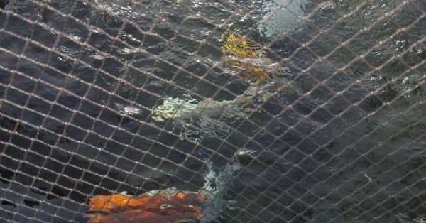 Customer Story: Jesse L. – “Built by Hand, Remembered by Heart—Even BARF the Koi”