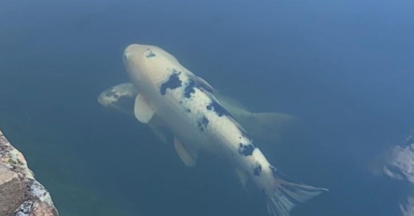 Customer Story: Karen P. – “Sharing Jeff’s Heart… with Charlie, the Favorite Koi Child”