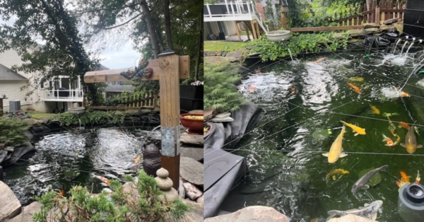 Customer Story: Lam L.: “Love for Koi that Truly Brought it to Life.”