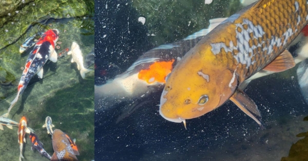 Customer Story: Les K. – “A Pond, a Passion, and a Piece of Heaven for Les & Dawn.”