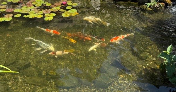 Customer Story: Michael M. – “Where a Slope Became Sanctuary, and Koi Became Companions”