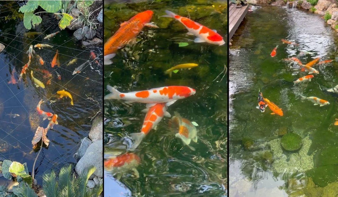 Customer Story: Noah R. – “Where Passion Meets Precision, and Koi Thrive in Excellence.”