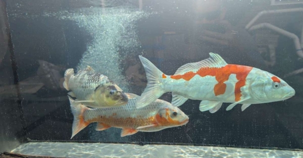 Customer Story: Rob H. – “Built with Memory, Filled with Peace – Rob’s Living Tribute in Koi”
