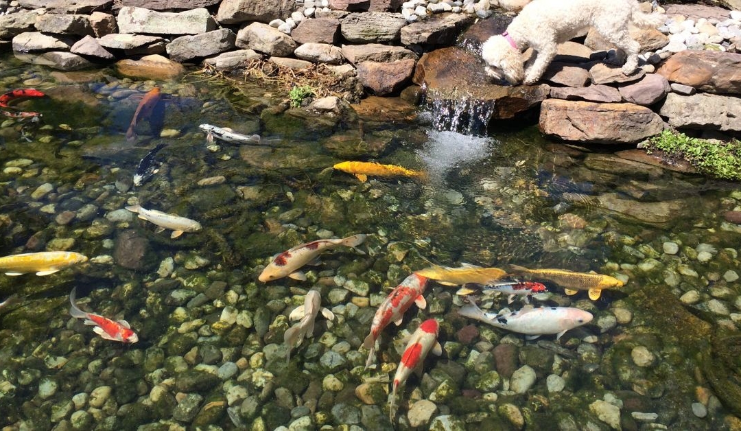 Customer Story: Steve W. – “Turning Stress into Serenity, One Koi at a Time”