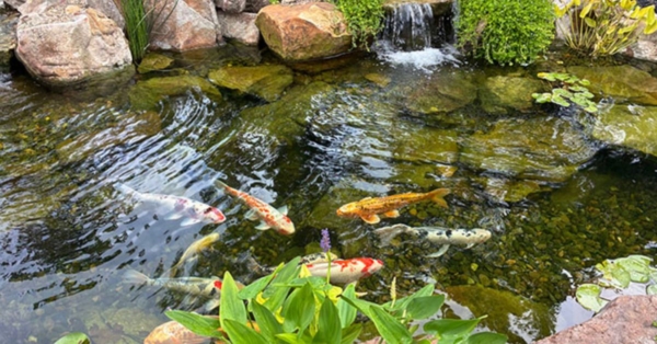 Customer Story: Steven H  – “From Backyard Beginnings to a Cross-Country Koi Quest”