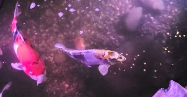 Customer Story: Tadd J. – “Built with Heart, Shared with Joy – A Pond That Keeps Growing”