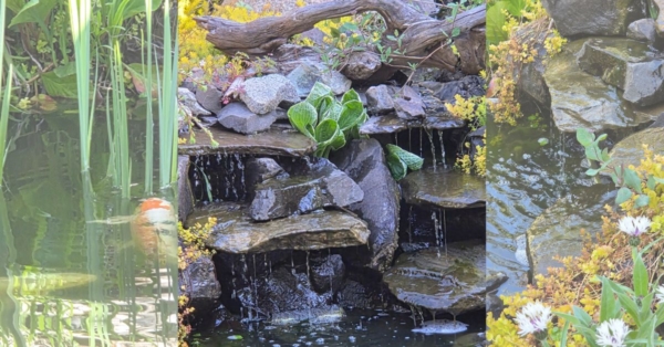 Customer Story: Karen O. “From Fir Trees to a Thriving Koi Pond Paradise”