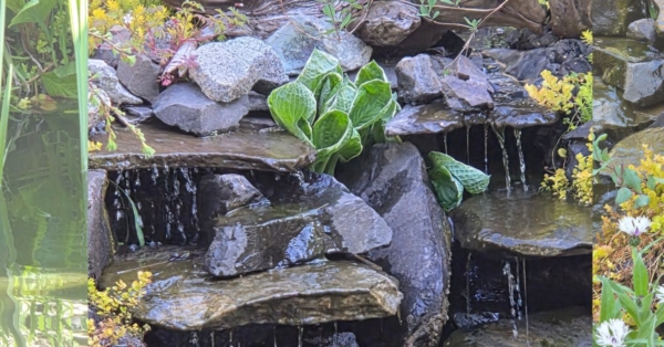 Customer Story Karen O. “From Fir Trees to a Thriving Koi Pond Paradise”