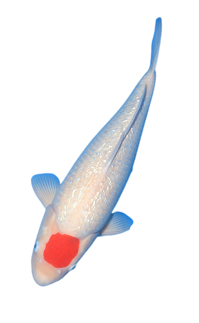 ginrin-koi-story beautiful Japanese koi fish for sale