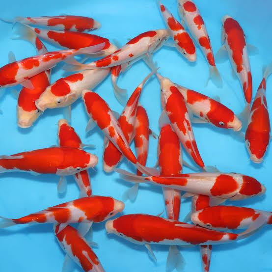 koi-fish-for-sale koi fish for sale