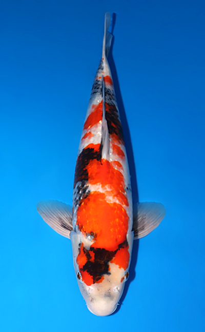 Ginrin Showa - koi #x0606m002 - Marusei Koi Farm