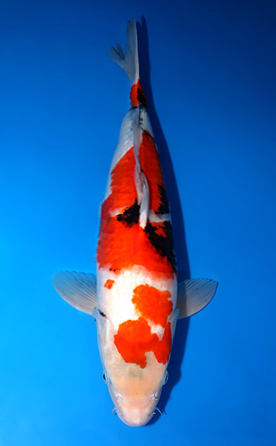 Showa - koi #x0729s018