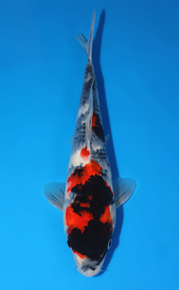 Showa - koi #x0627a007