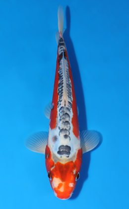 Shusui - koi #x0627a014