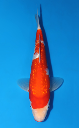 Ginrin Kohaku - koi #x0627a015