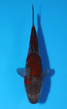 Ochibashigure - koi #x0627a016