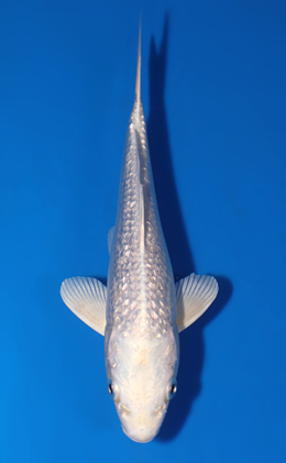 Ginrin Platinum - koi #x0627a018