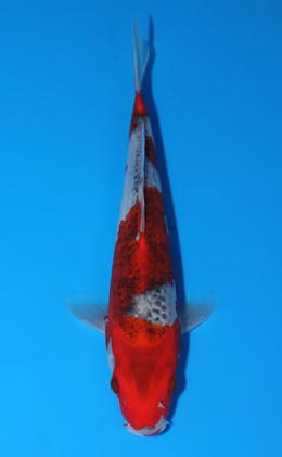 Goshiki - koi #x0627a019