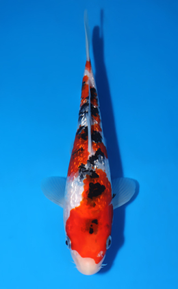 Ginrin Sanke - koi #x0627a021
