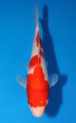 Kohaku - koi #x0627a022