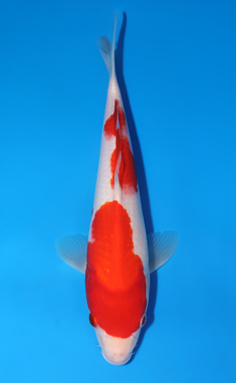 Kohaku - koi #x0627a023