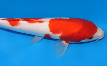 Kohaku - koi #x0627a023 - Side View A