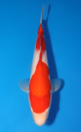 Kohaku - koi #x0627a024