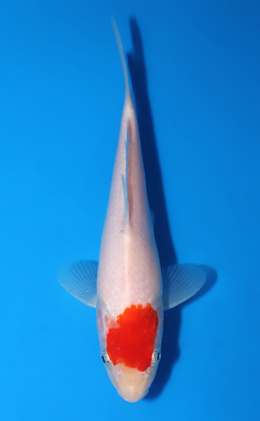 Tancho Kohaku - koi #x0627a025