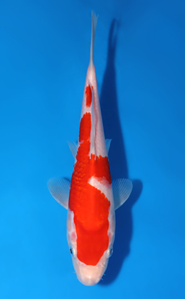 Kohaku - koi #x0627a026
