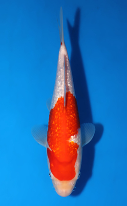 Ginrin Kohaku - koi #x0627a027