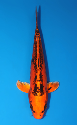 Mizuho Ogon - koi #x0627a029