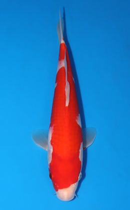 Kohaku - koi #x0627a030
