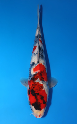 Showa - koi #x0627a033