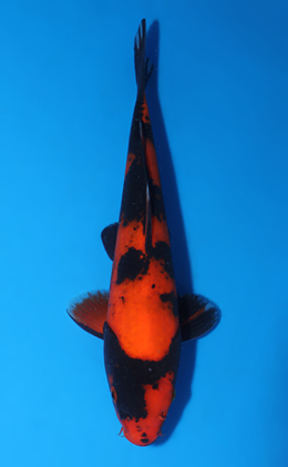 Hi Utsuri - koi #x0627a034