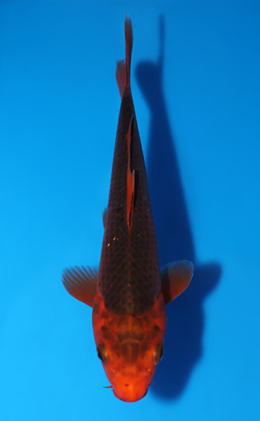 Aka Matsuba - koi #x0627a035