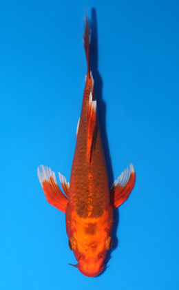 Hirenaga Orange Matsuba Ogon - koi #x0627a036