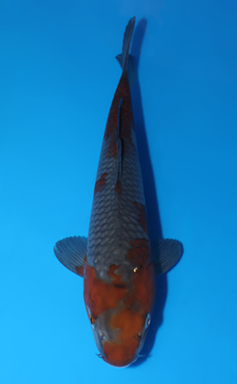 Ochibashigure - koi #x0627a044